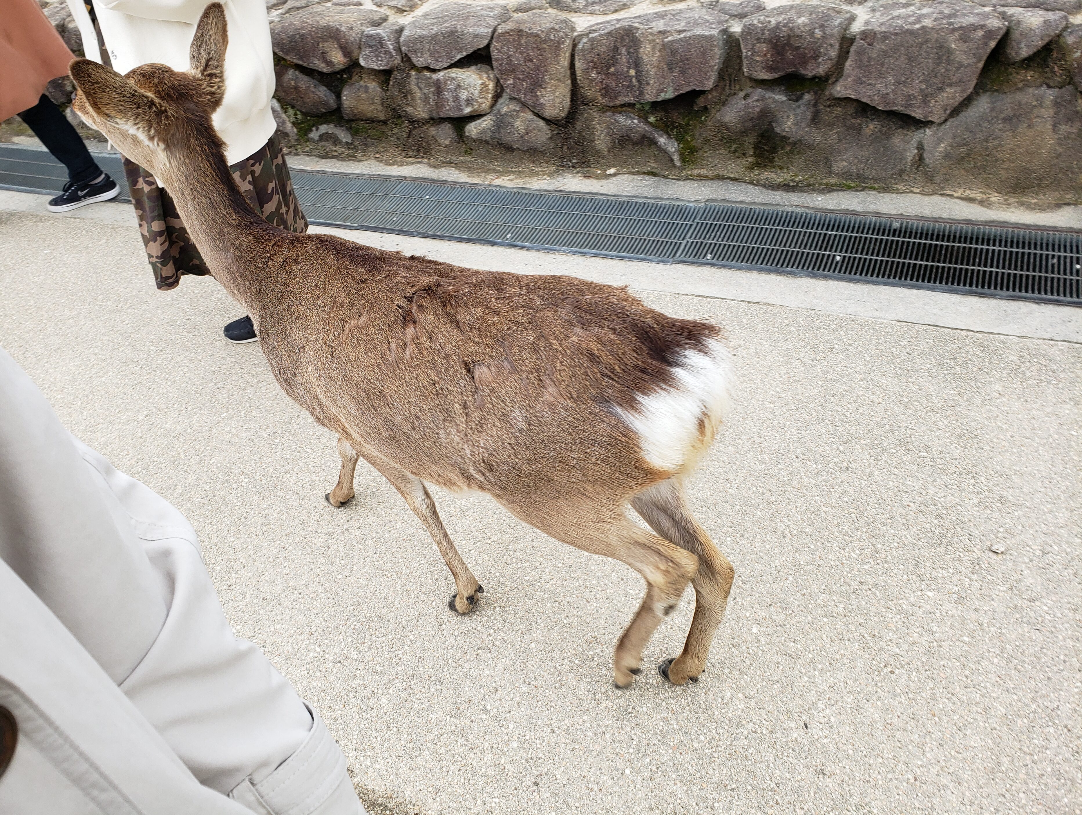 宮島の鹿