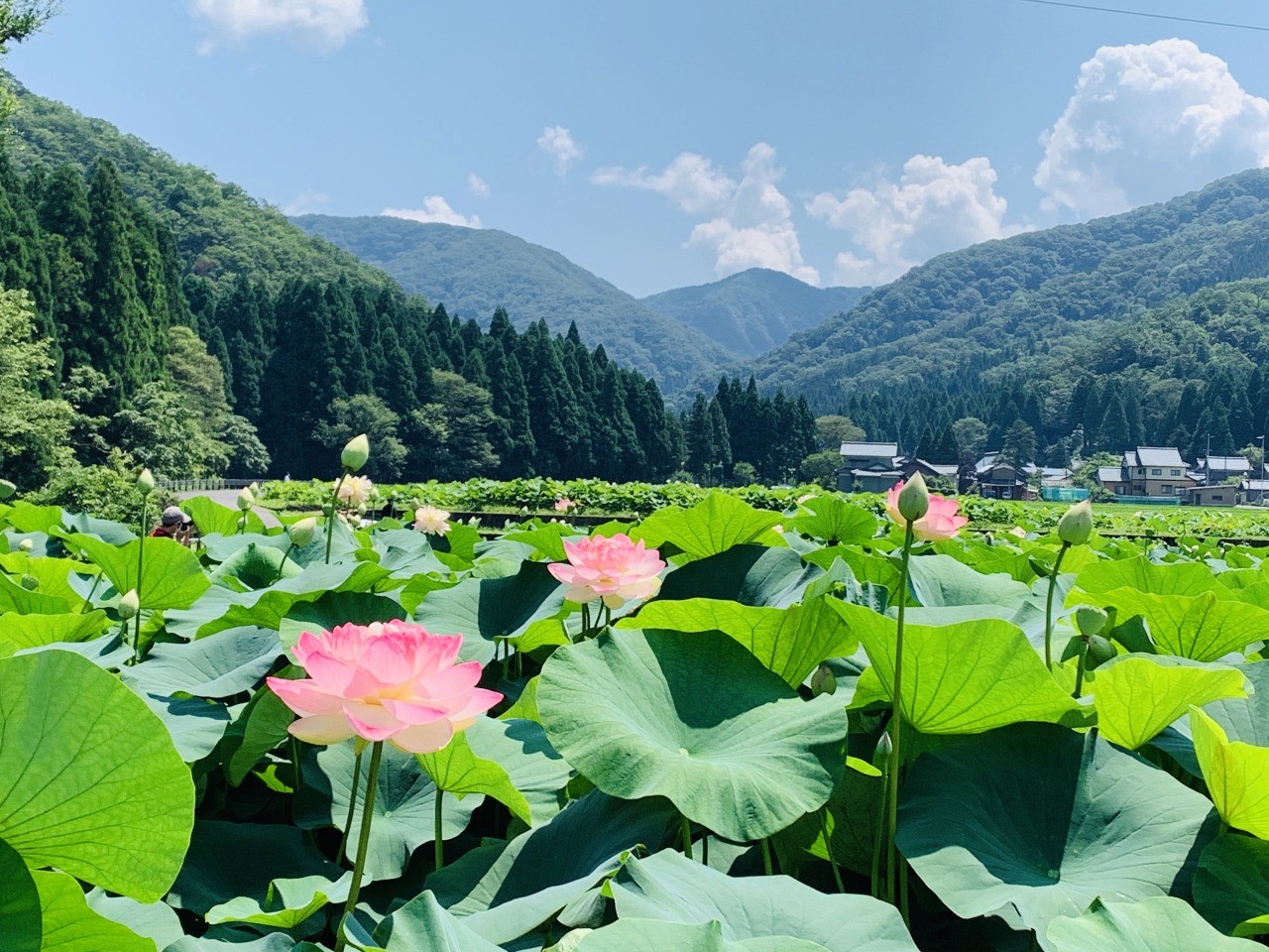 南越前町の花はす畑