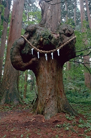 上小阿仁村の森の巨人・コブ杉